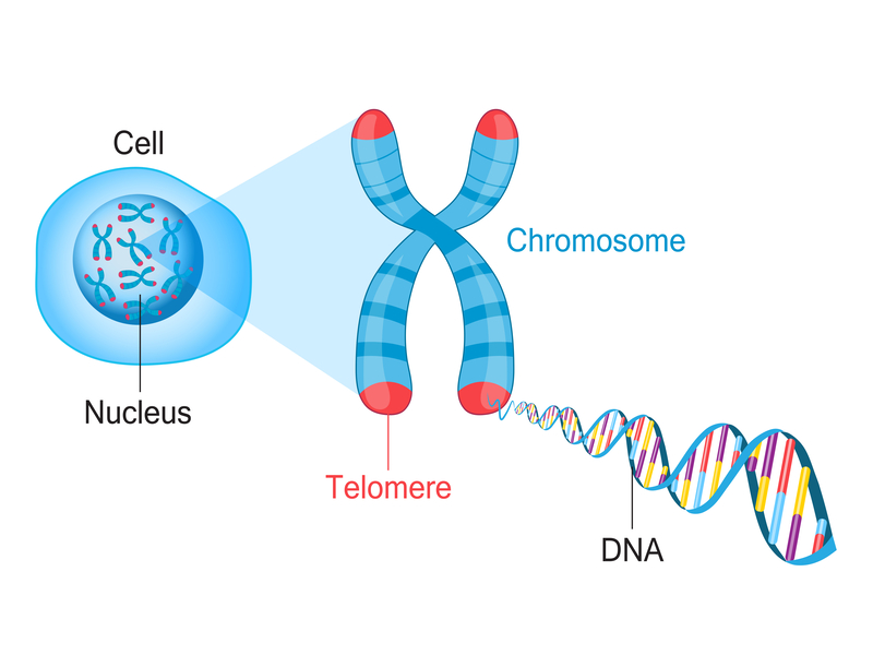 omega 3 verlengt telomeren